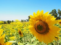 見渡す限りの黄色い絨毯
