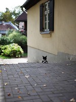 クルディーガ散策中に猫に遭遇