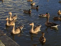 何か、、、白鳥と鴨が、、、うじゃうじゃ