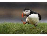 これがパフィン。この鳥、カワイイでしょ～