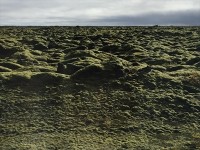 写真苔の大地が広がります