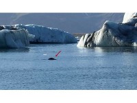 氷山の間をアザラシが泳いでいます。　3匹くらい見えました