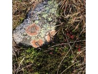 石にお花が咲いたみたい
