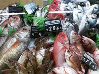 魚