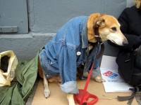 ワンちゃんも寒い？：街角でジーンズを着たワンちゃんも。