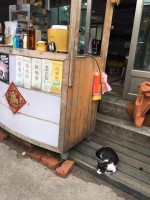 温泉ネコちゃん お店番