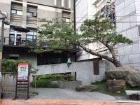 大きな盆栽！