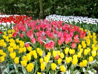 キューケンホフ公園