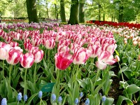 キューケンホフ公園
