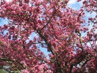 八重桜