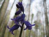 ブルーベルの森