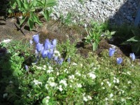 山頂の花畑