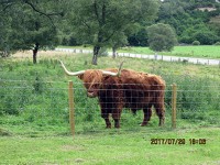 ハイランドキャトル（cows）。美味しそうですか？