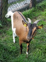 動物園（１）