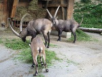 動物園（２）