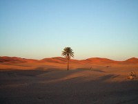 Sahara Dessert