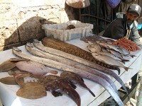 fish stoll