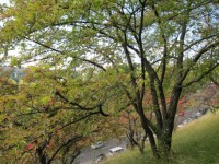1975年4月に日本人が100本を寄贈したソメイヨシノ（桜）