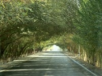交河故城への路