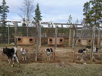 ハスキー犬ファーム