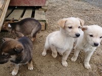 ハスキー犬ファームの子犬