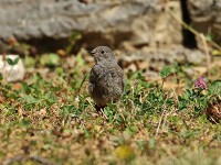 ○○？幼鳥