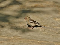 ズアオアトリ♀