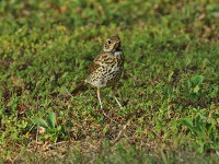 ウタツグミ