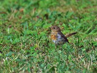 ヨーロッパコマドリ幼鳥