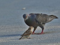 ハト・イエスズメ♀