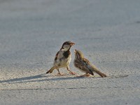 イエスズメ♂（左）、♀（右）