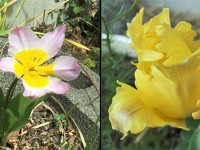 数年前にここで買ったチューリップの球根が毎年春になるとうちで花を咲かせます。