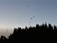 チュンチュンうるさいほどに鳥が鳴いています。すごい数の鳥が集まってきました。ムクドリ？？？