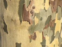 この辺りの木の幹ってちょっと変わってる、迷彩柄。作り物かと思ったけれど本物。