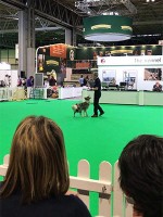 おなじみリチャード・カーティスのトリック・トレーニング方法デモ。自分と全く違う考え方で面白い^_^