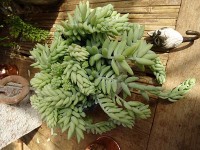 ナーサリーで売られていた可愛い多肉植物