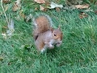 セントジェームズパークのリス