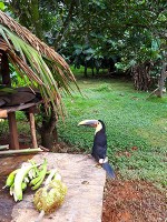 エンベラ族の村に住みついている鳥（サイ鳥の仲間）