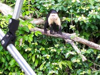 ガトゥン湖の島に住む猿（ボートが岸に近づくと寄ってくる）