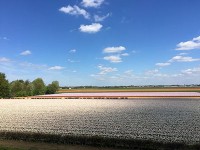 キューケンホフ国立公園