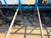 休憩処になっている船では、ワニやナマズを飼っていました。ワニ革製品にしたりするよう・・・