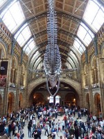 エントランスホールのシロナガスクジラの骨格標本。後ろから見たところですが、まるで空を飛んでいるようです。