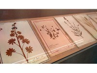 教皇庁内展示 ルキアン博物館