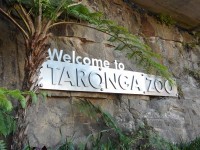 マラソン後、フェリーに乗ってタロンガ動物園へ