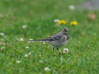 タイリクハクセキレイの幼鳥
