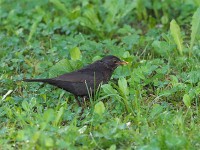 コルチナ・ダンペッツオで見かけた♀