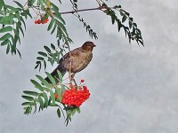 コルチナ・ダンペッツオで見かけた♀幼鳥