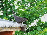コルチナ・ダンペッツオで見かけた♂幼鳥