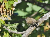 ズグロムシクイ♀