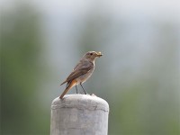 シロビタイジョウビタキ